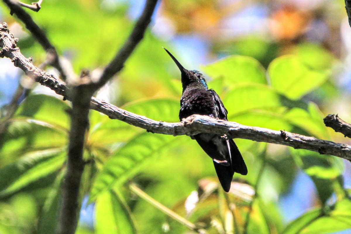 Fork-tailed Woodnymph - ML392306261