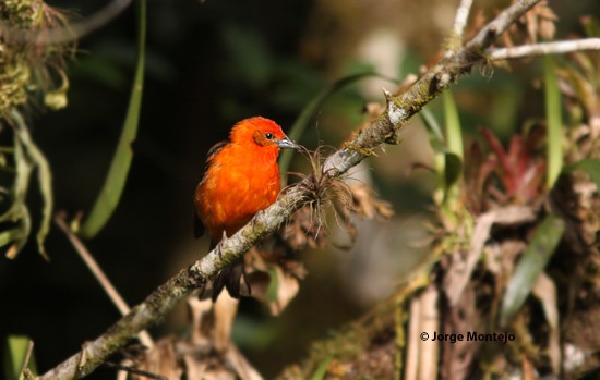 Flame-colored Tanager - ML392306881