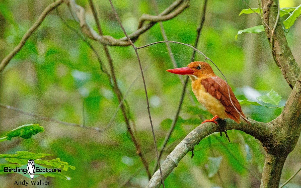 Ruddy Kingfisher - Andy Walker - Birding Ecotours