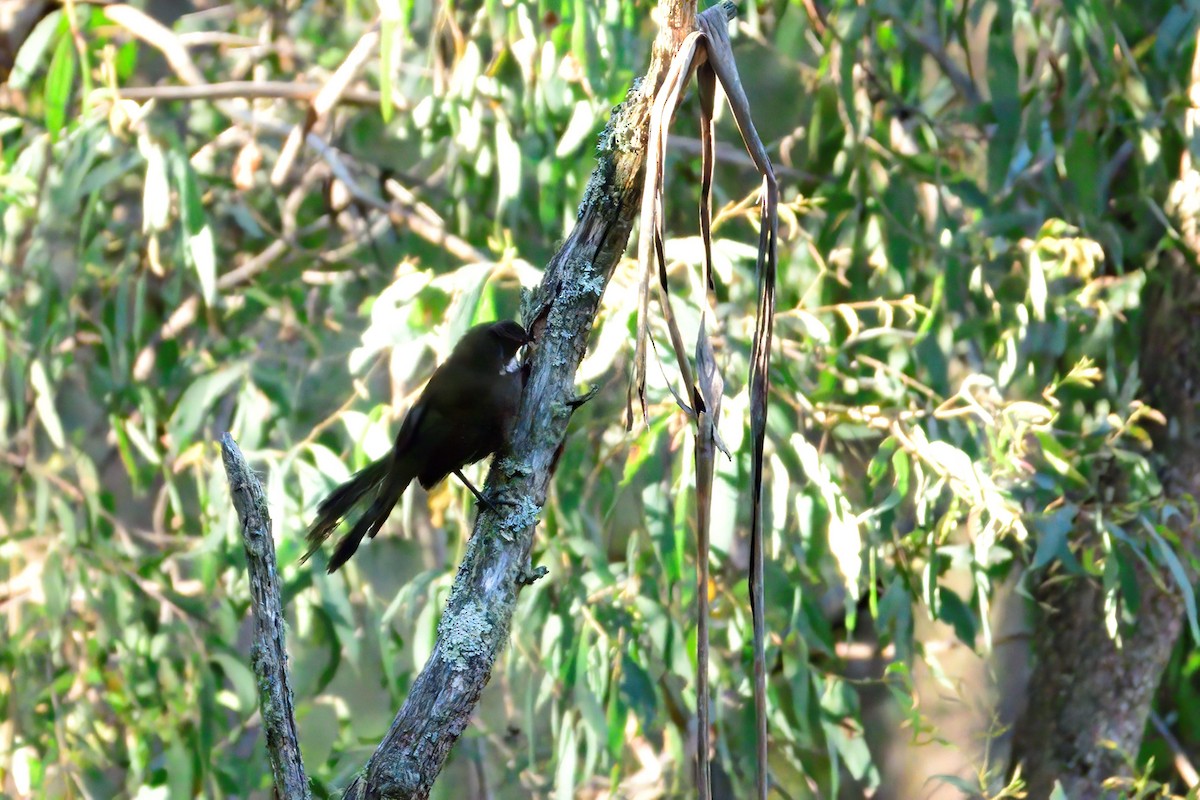 Eastern Whipbird - ML392307611