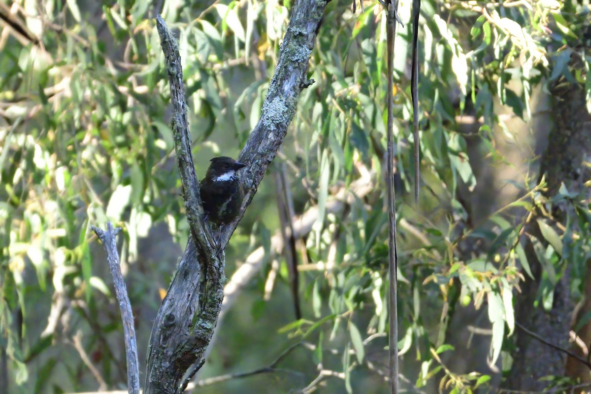 Eastern Whipbird - ML392307681