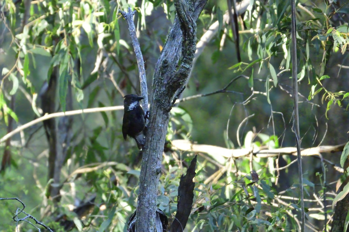 Eastern Whipbird - ML392307721