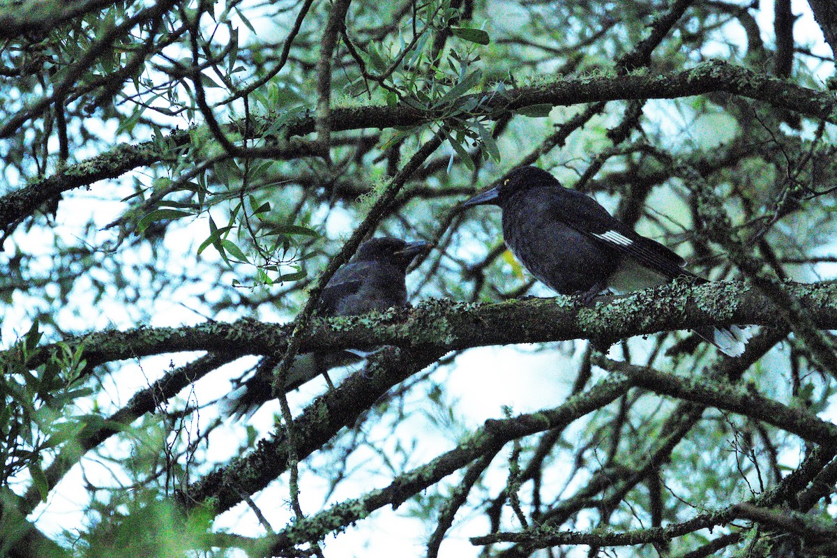 Pied Currawong - ML392309461