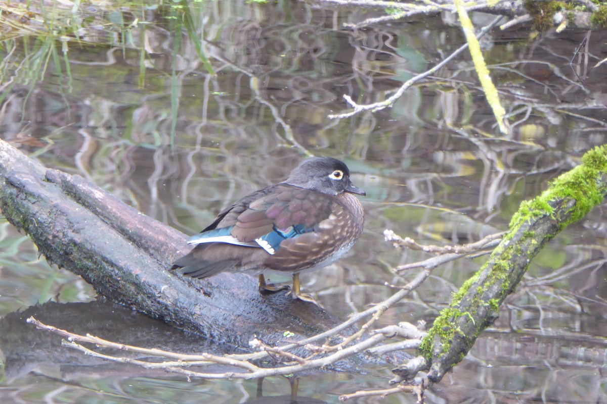 Wood Duck - ML392309691