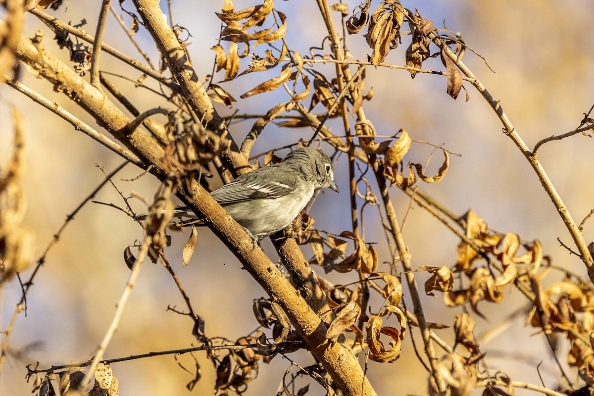 Plumbeous Vireo - ML392312371