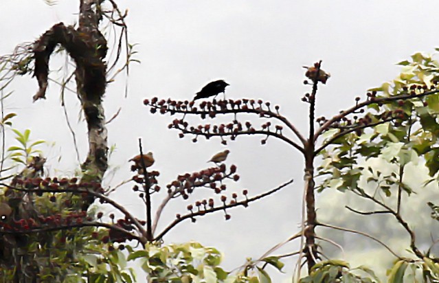 Carola's Parotia - ML392312401