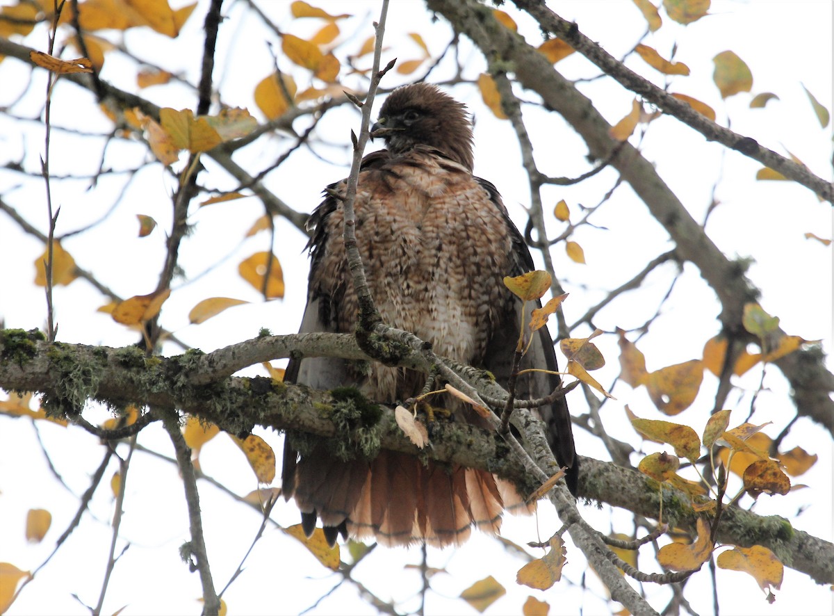Red-tailed Hawk - ML392312931