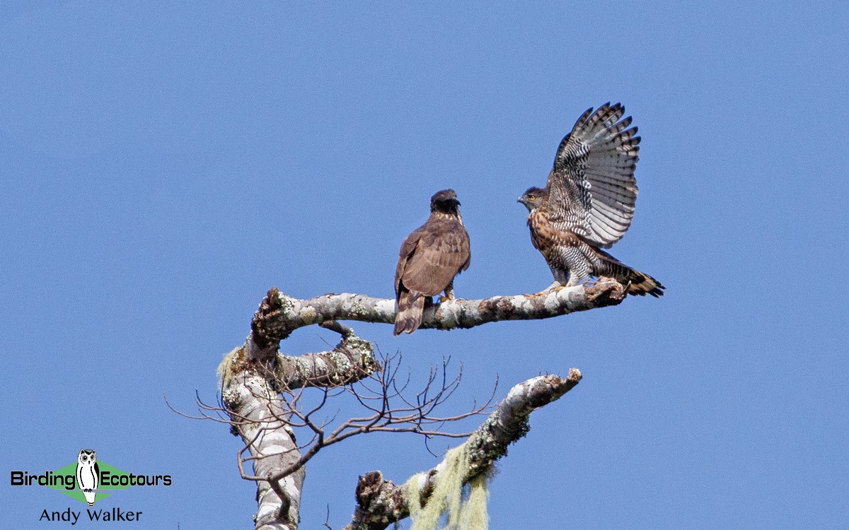 Sulawesi Hawk-Eagle - ML392313771