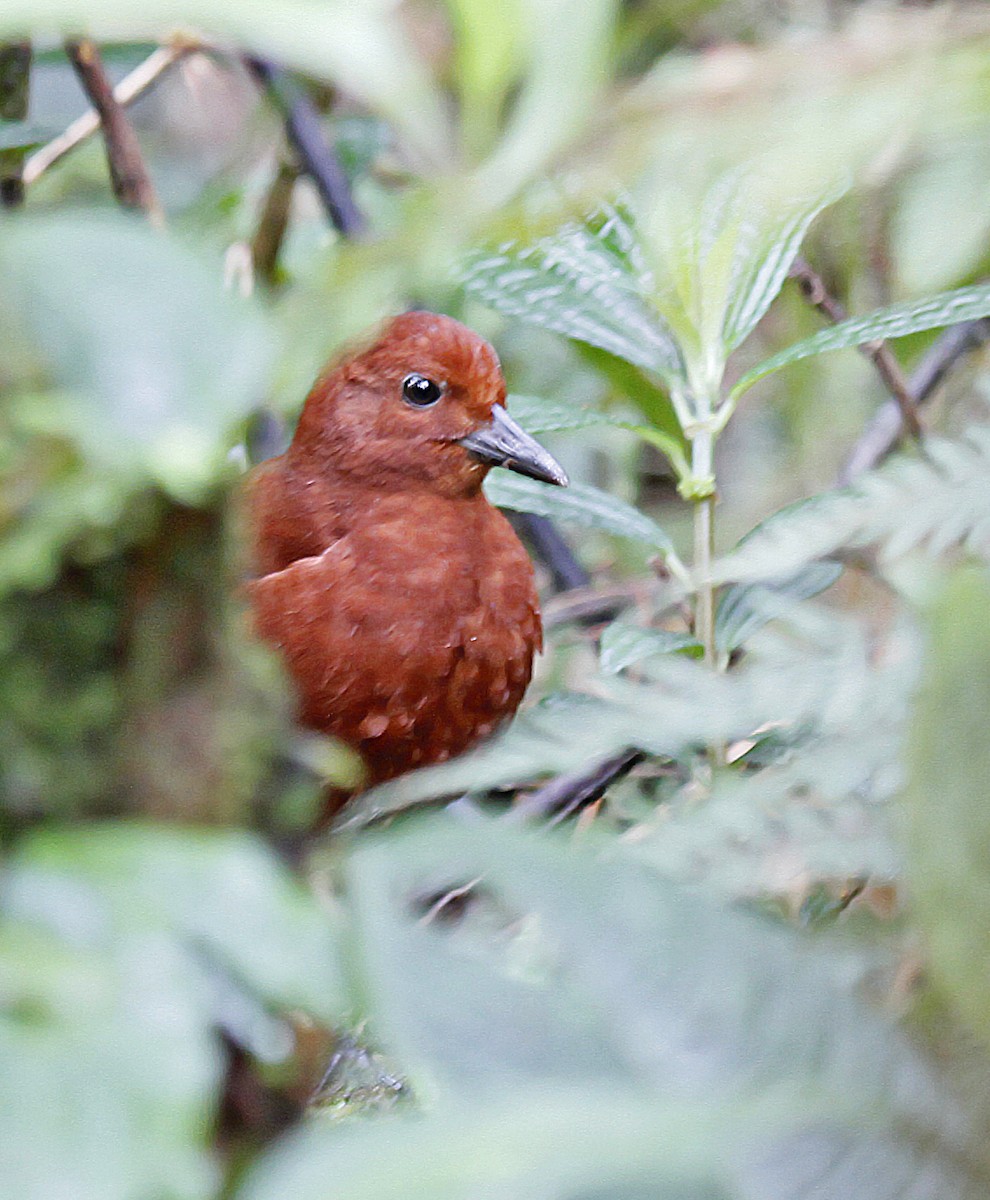 Chestnut Forest Rail - ML392314111