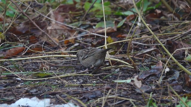 Golden-crowned Sparrow - ML392314891