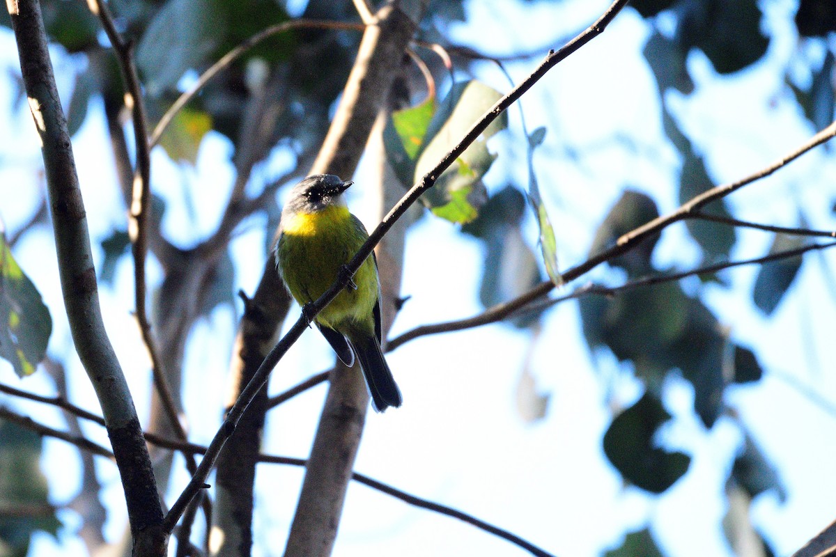 Eastern Yellow Robin - ML392316341