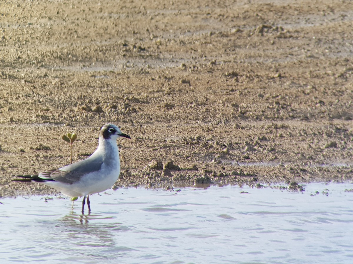 Franklin's Gull - Mario Choco