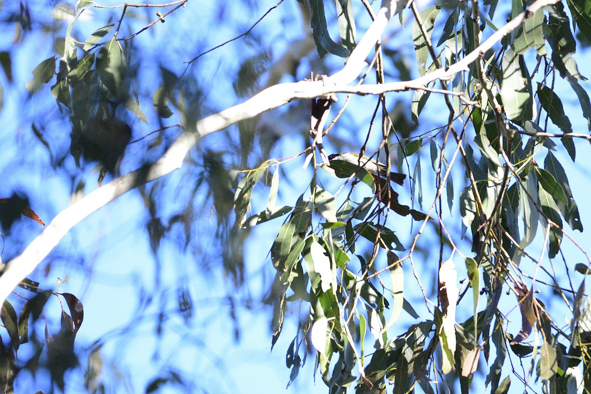 White-naped Honeyeater - ML392316771