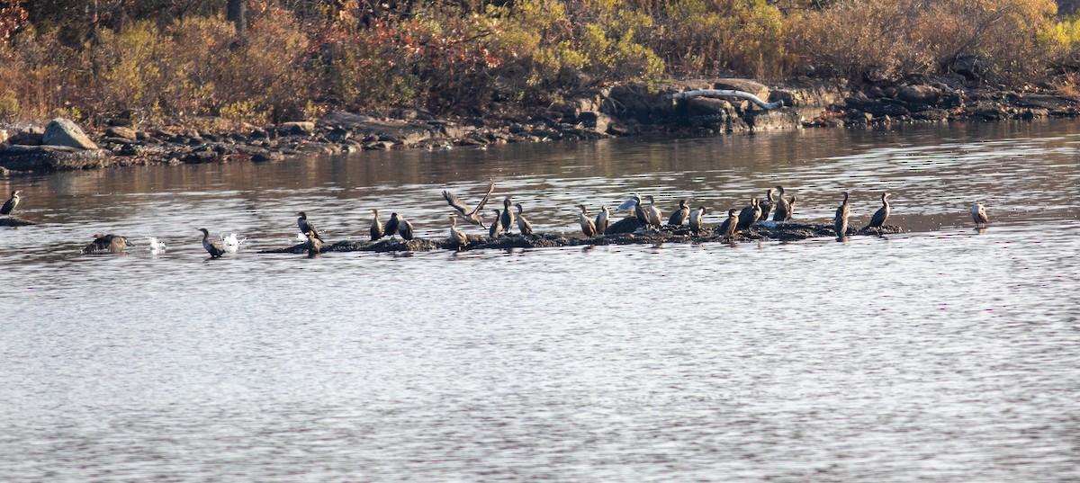 Double-crested Cormorant - ML392317561