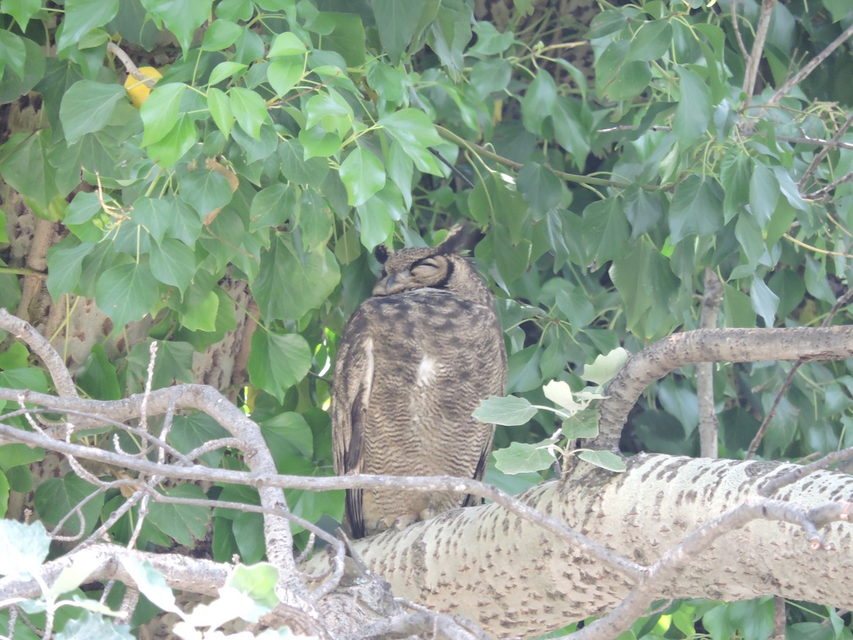 Lesser Horned Owl - ML392317651