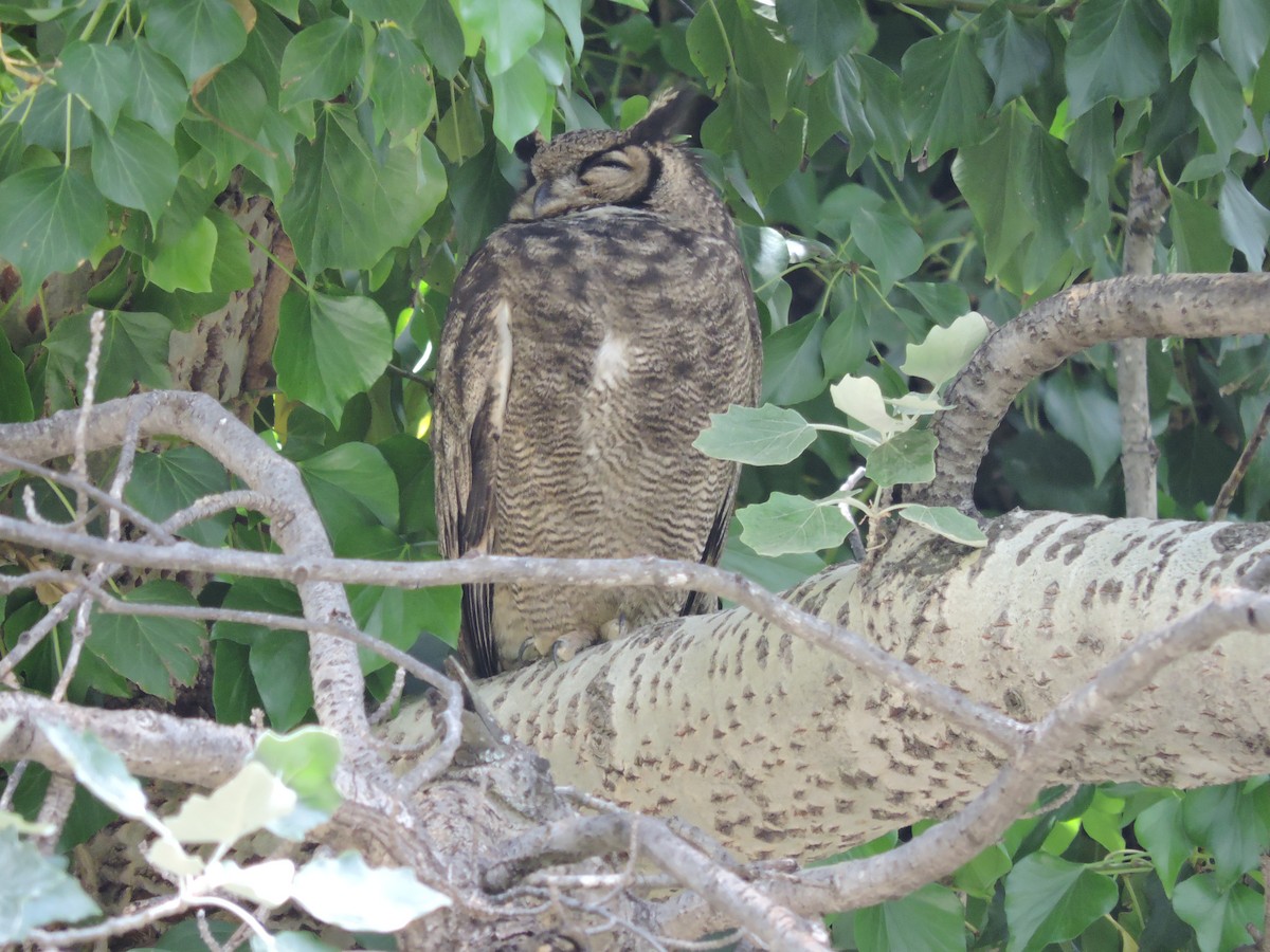 Lesser Horned Owl - ML392317671