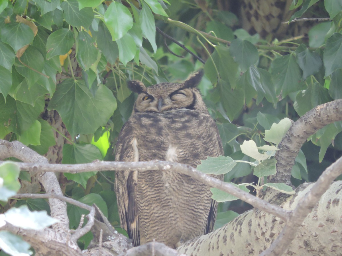 Lesser Horned Owl - ML392317701