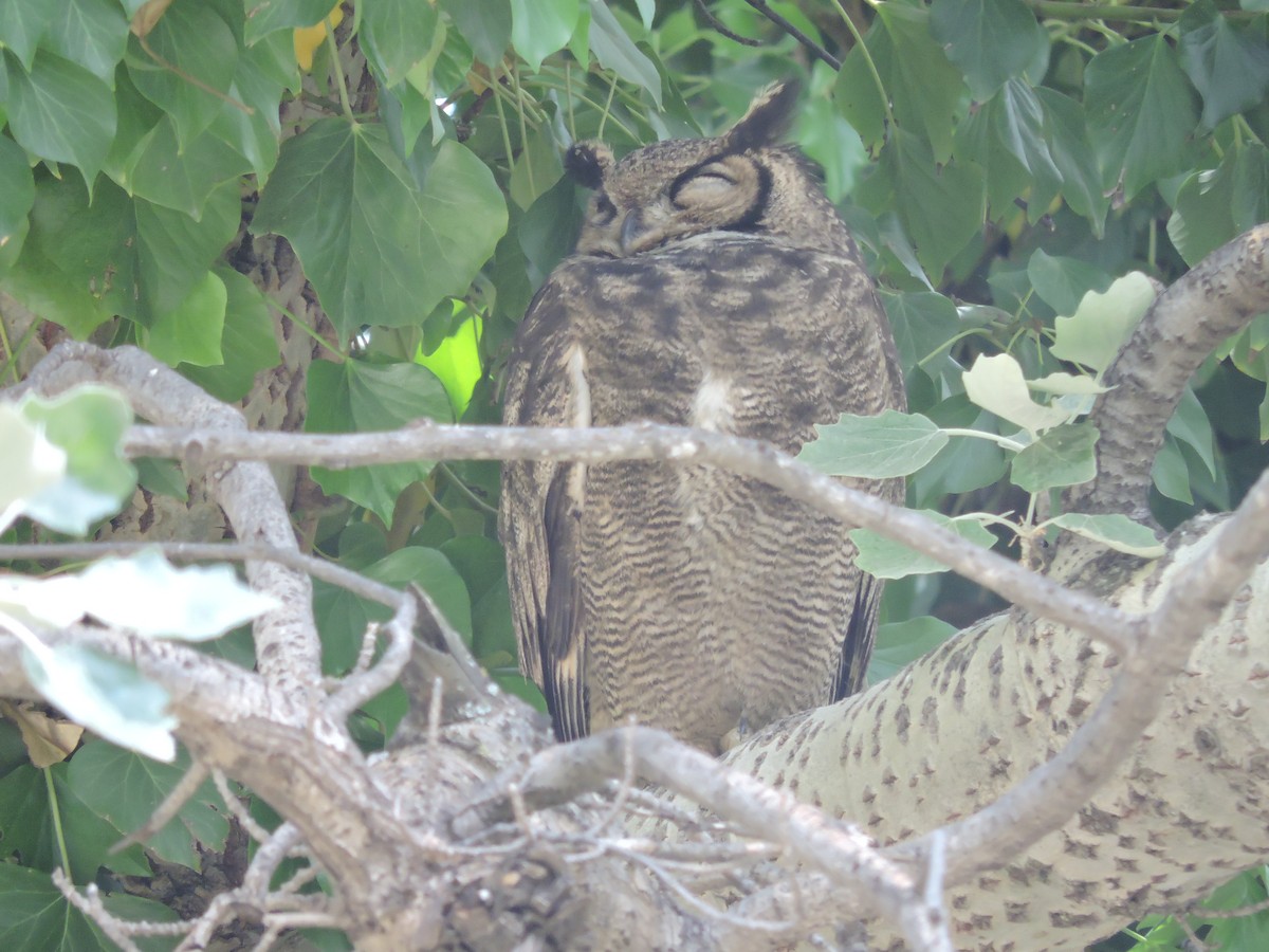 Lesser Horned Owl - ML392317721