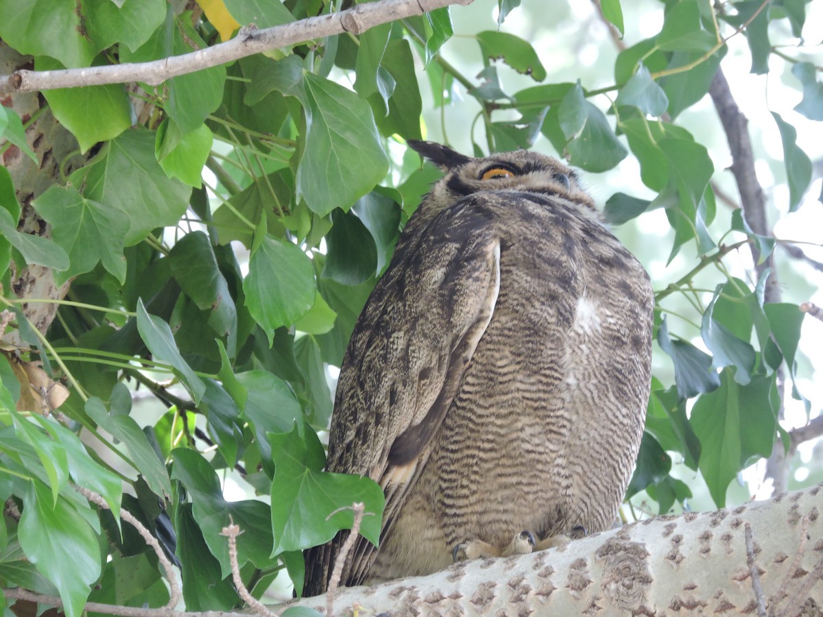 Lesser Horned Owl - ML392317731