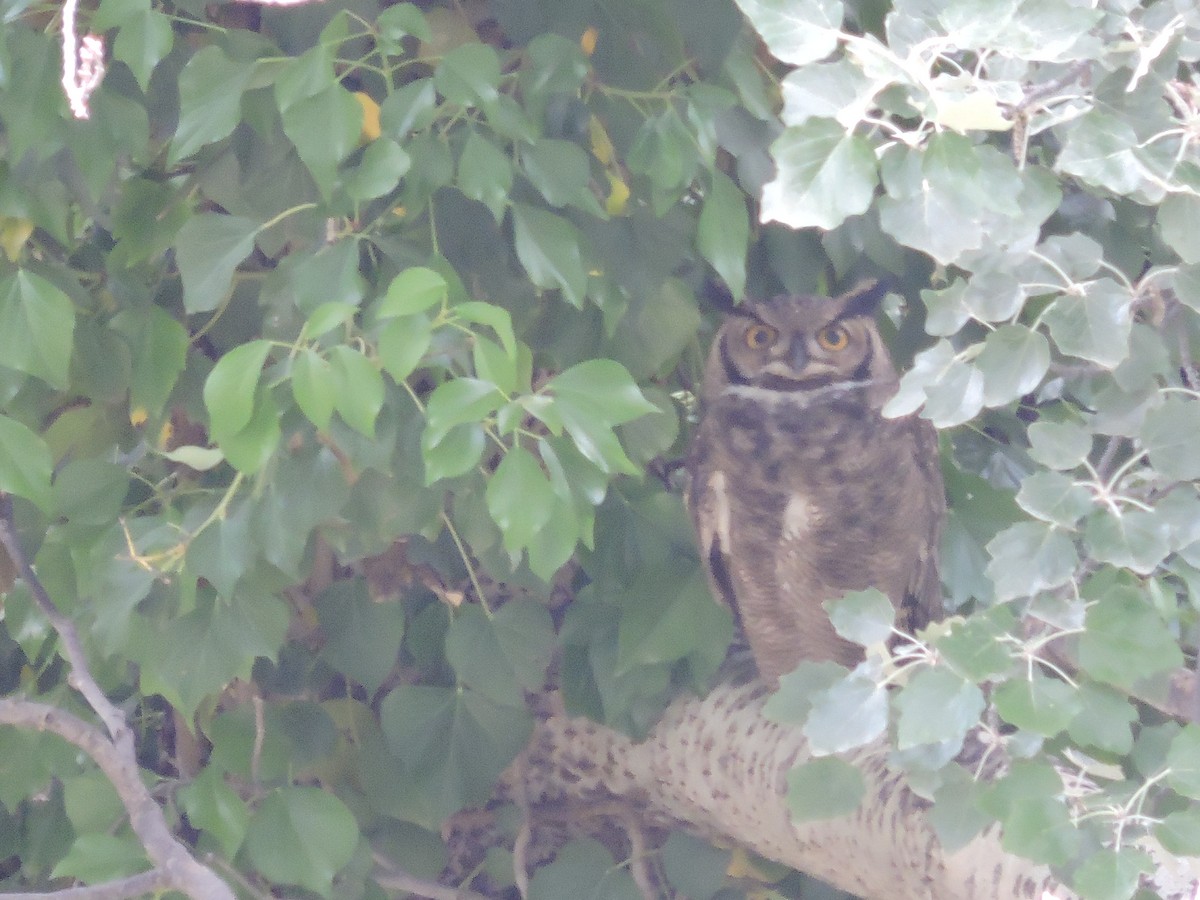 Lesser Horned Owl - ML392317751