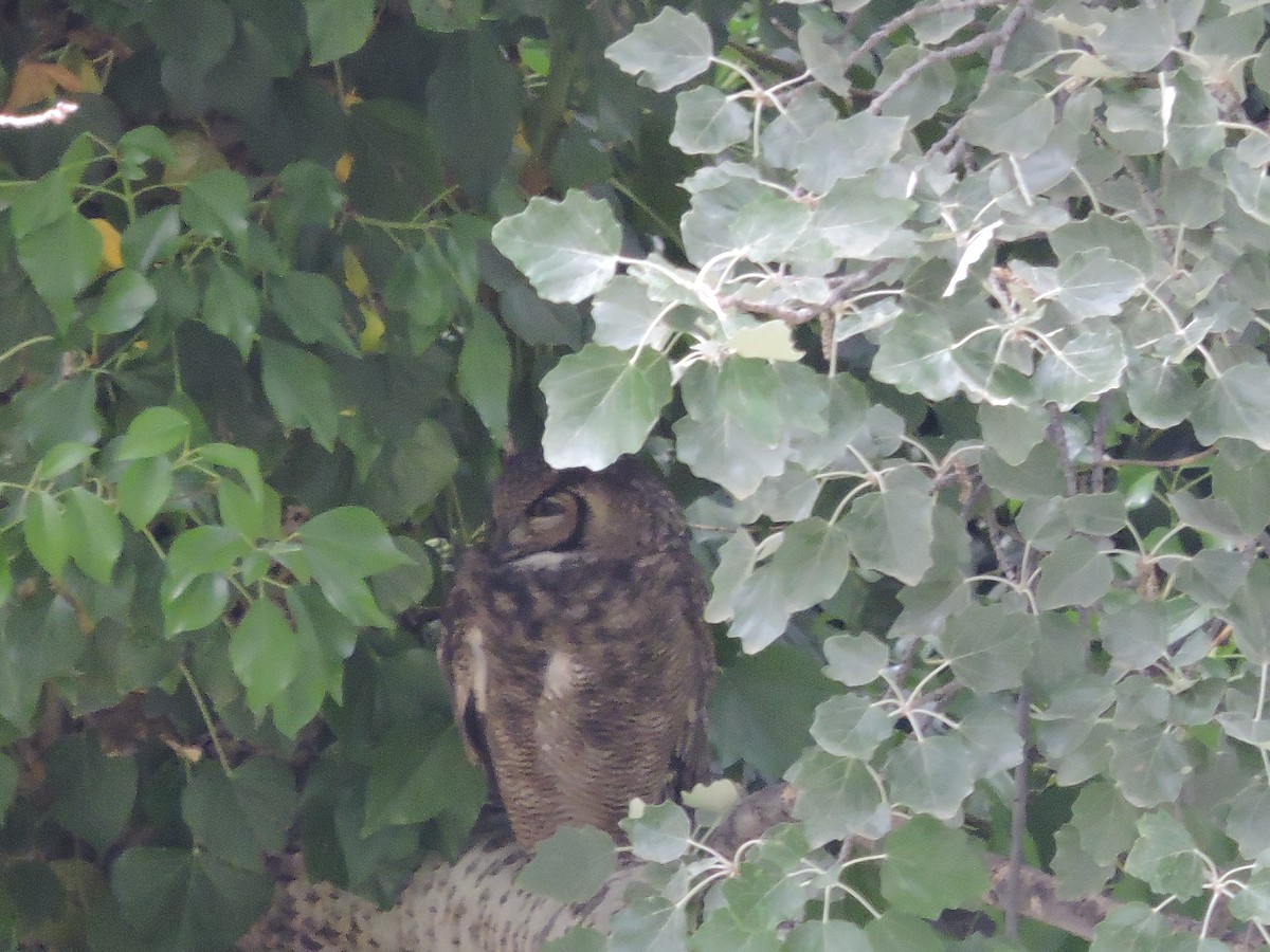 Lesser Horned Owl - ML392317771