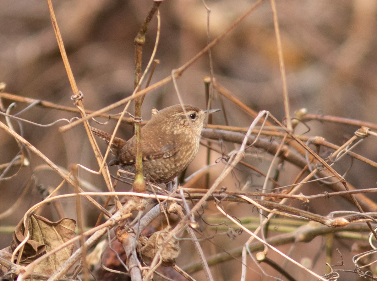 Winter Wren - ML392318311