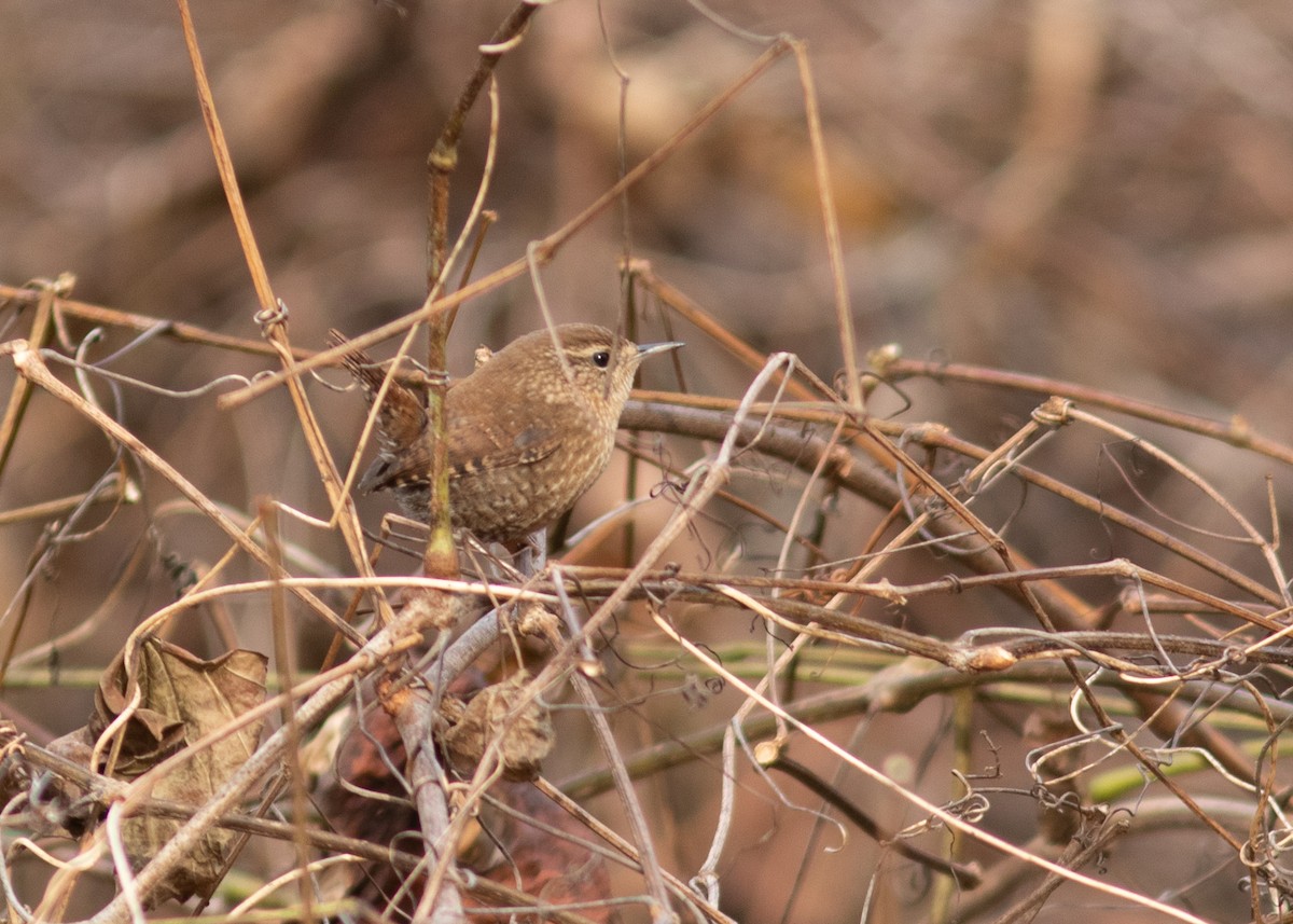 Winter Wren - ML392318361