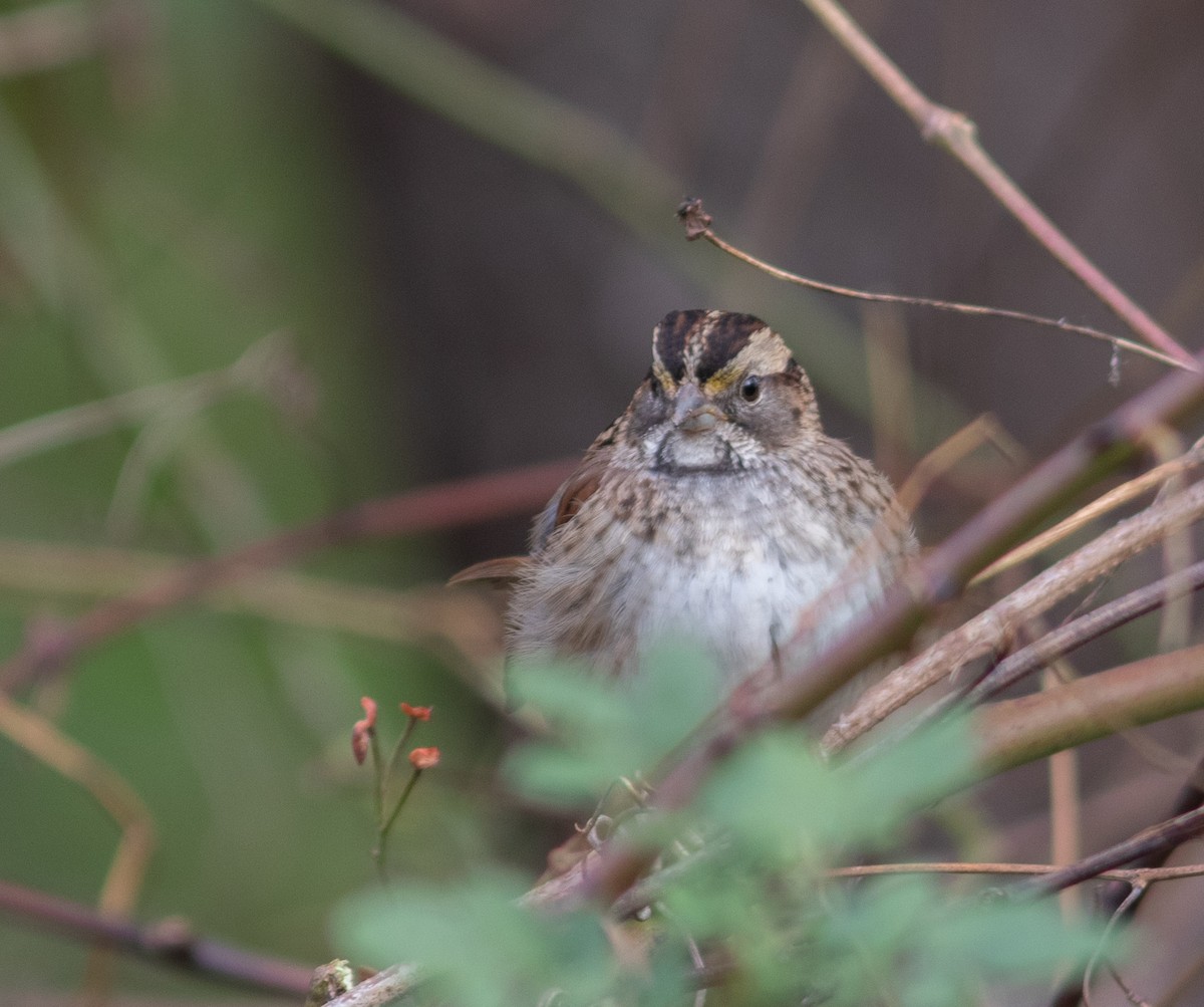 White-throated Sparrow - ML392318551