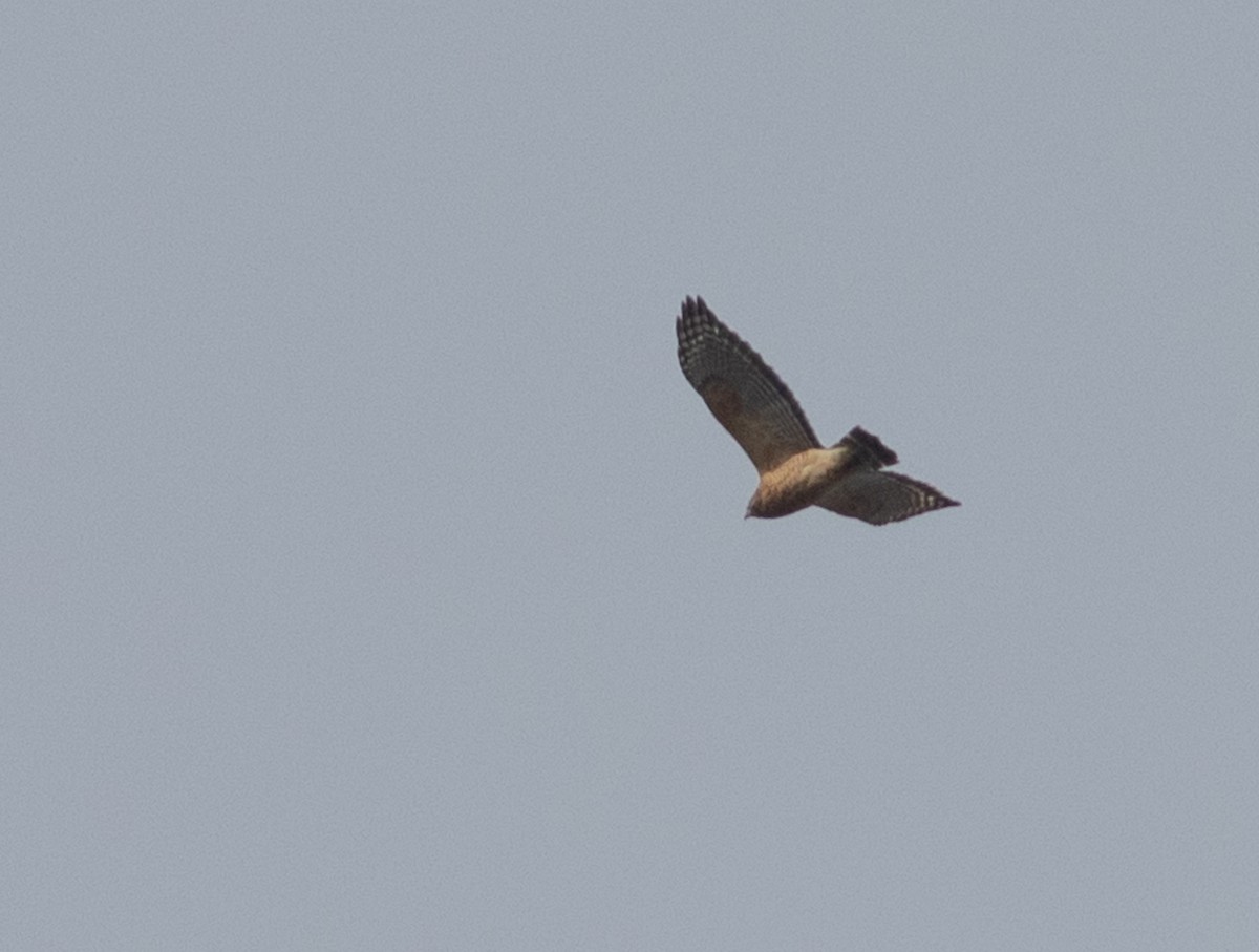 Red-shouldered Hawk - ML392318691
