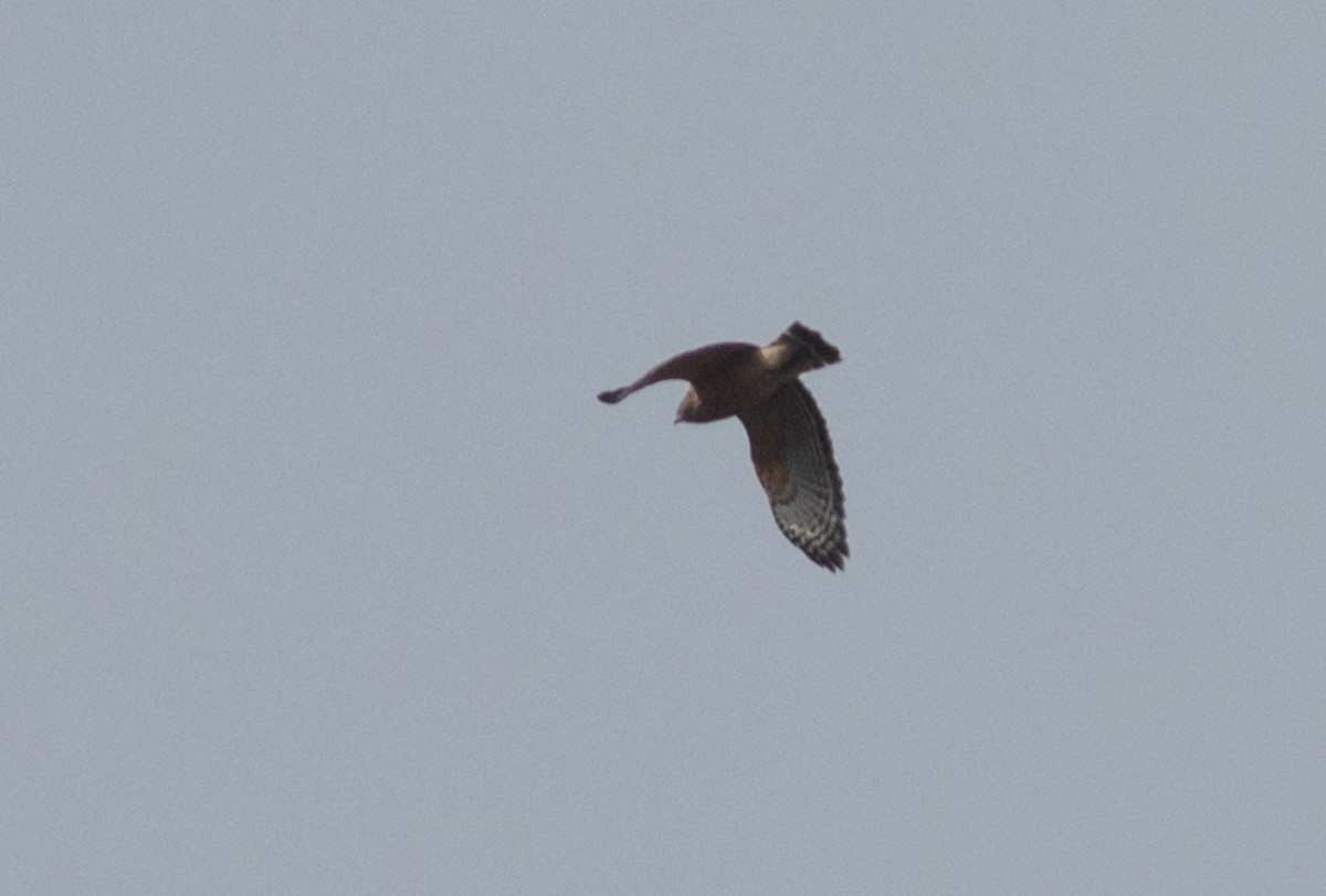 Red-shouldered Hawk - ML392318741