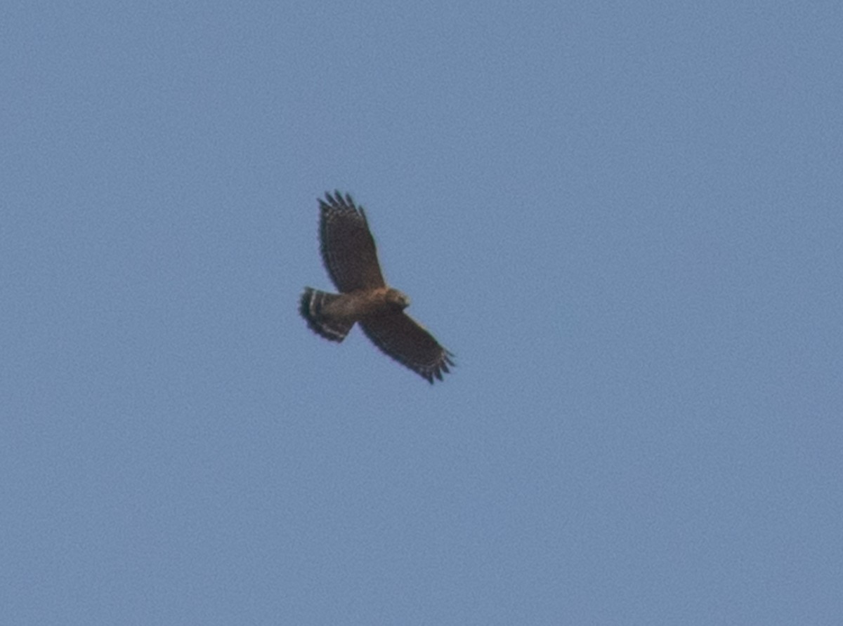 Red-shouldered Hawk - ML392318771