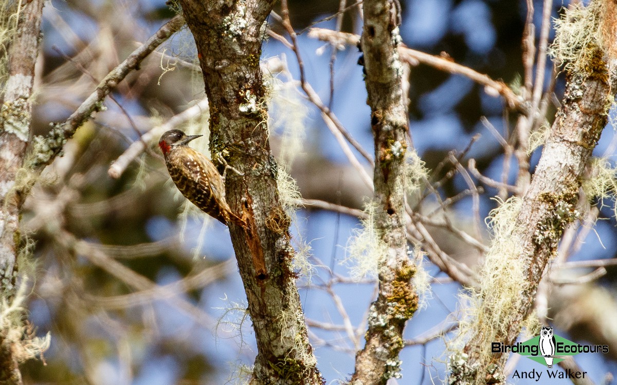 Sulawesi Pygmy Woodpecker - Andy Walker - Birding Ecotours
