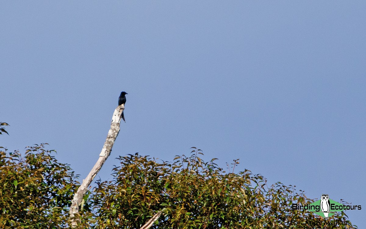 Sulawesi Drongo - ML392319711