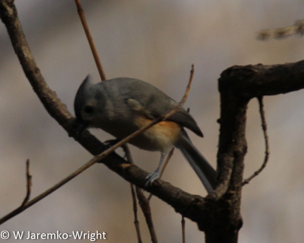 Tufted Titmouse - ML39231981