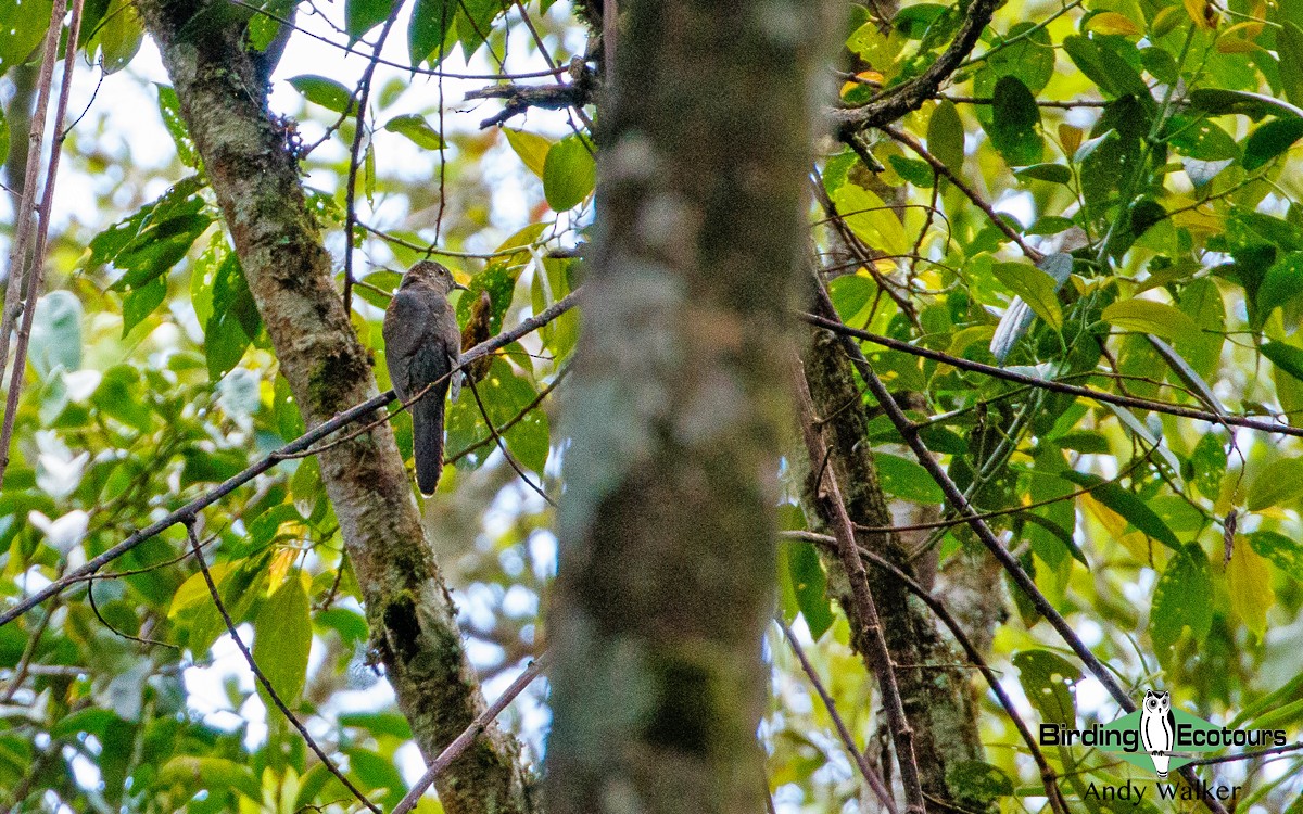 kukačka pískavá (ssp. virescens) - ML392321661