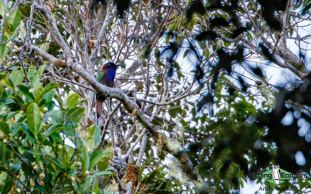Purple-bearded Bee-eater - Andy Walker - Birding Ecotours