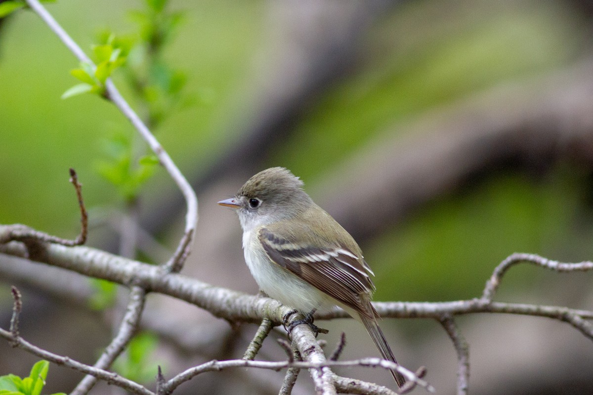 Least Flycatcher - ML392322331