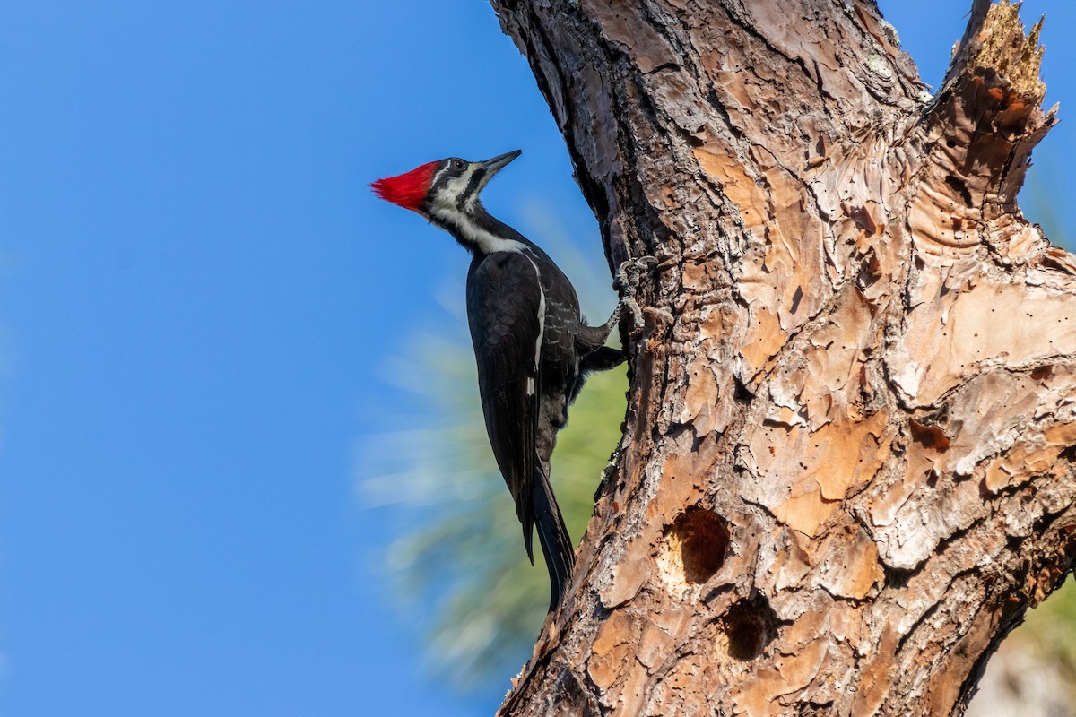 Pileated Woodpecker - Ryan Vogel