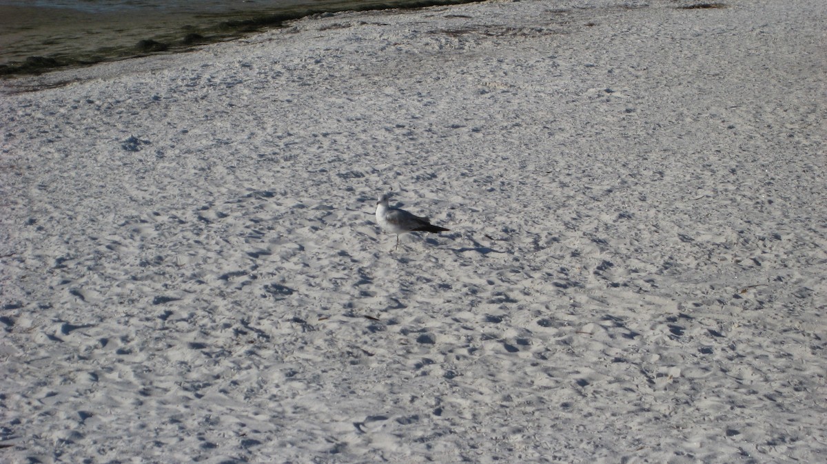 Ring-billed Gull - ML39232571