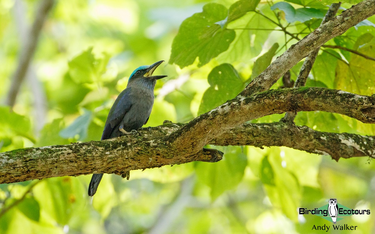 Purple-winged Roller - ML392326811