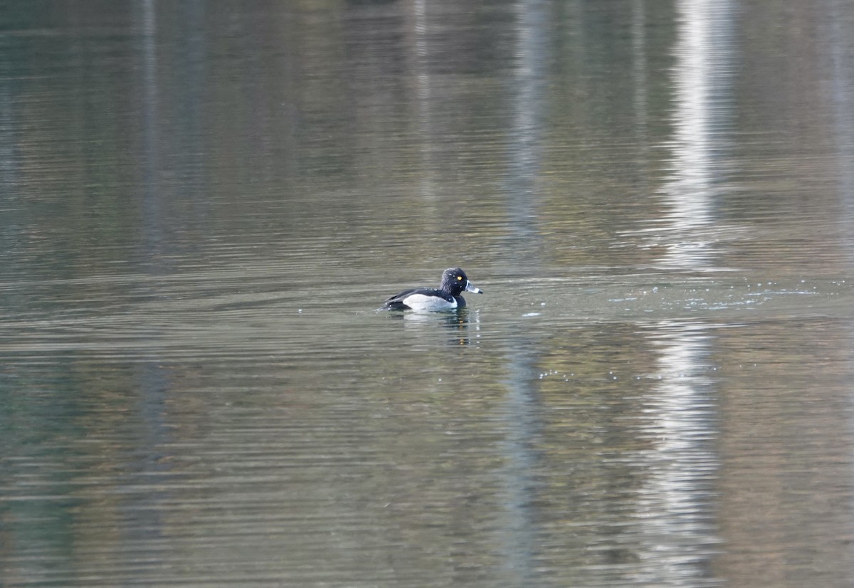 Ring-necked Duck - ML392326981