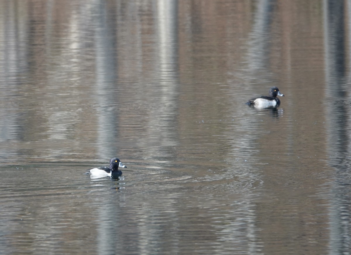 Ring-necked Duck - ML392327031