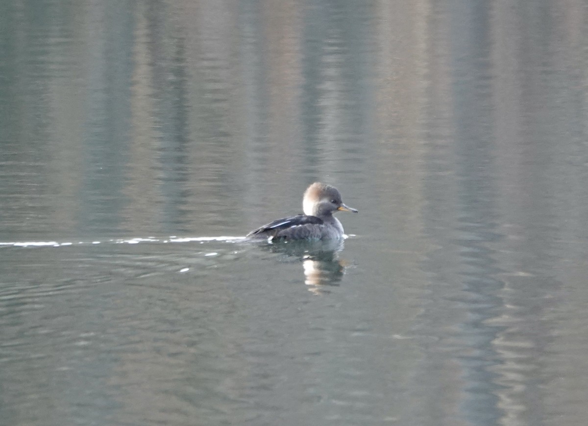 Hooded Merganser - ML392327041