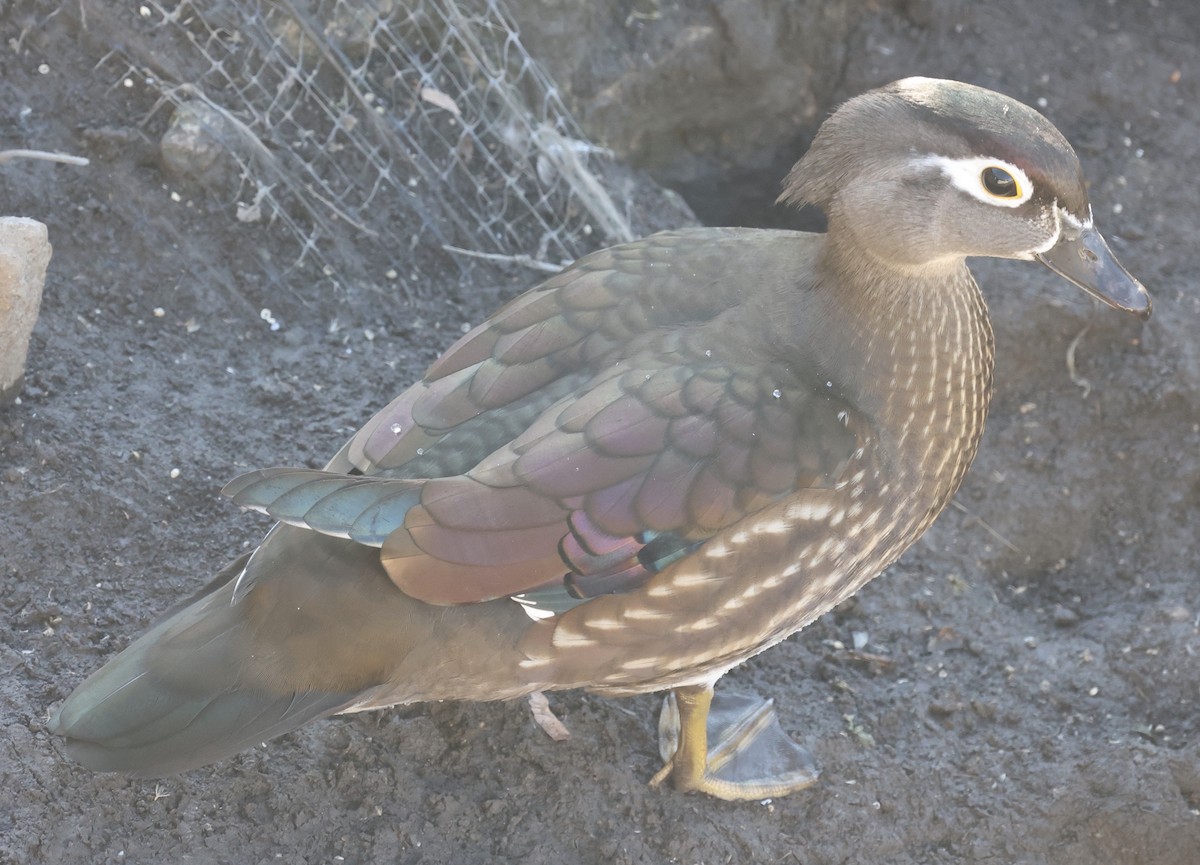 Wood Duck - ML392327891