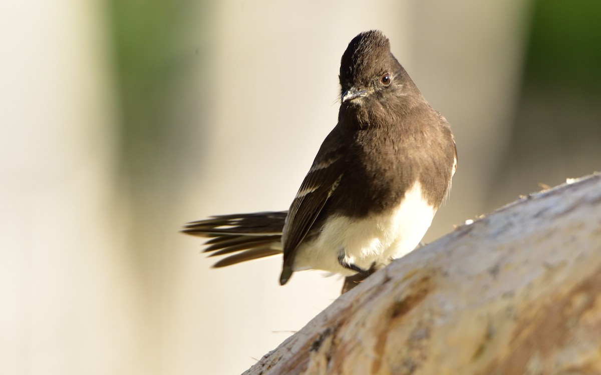 Black Phoebe - ML392327981