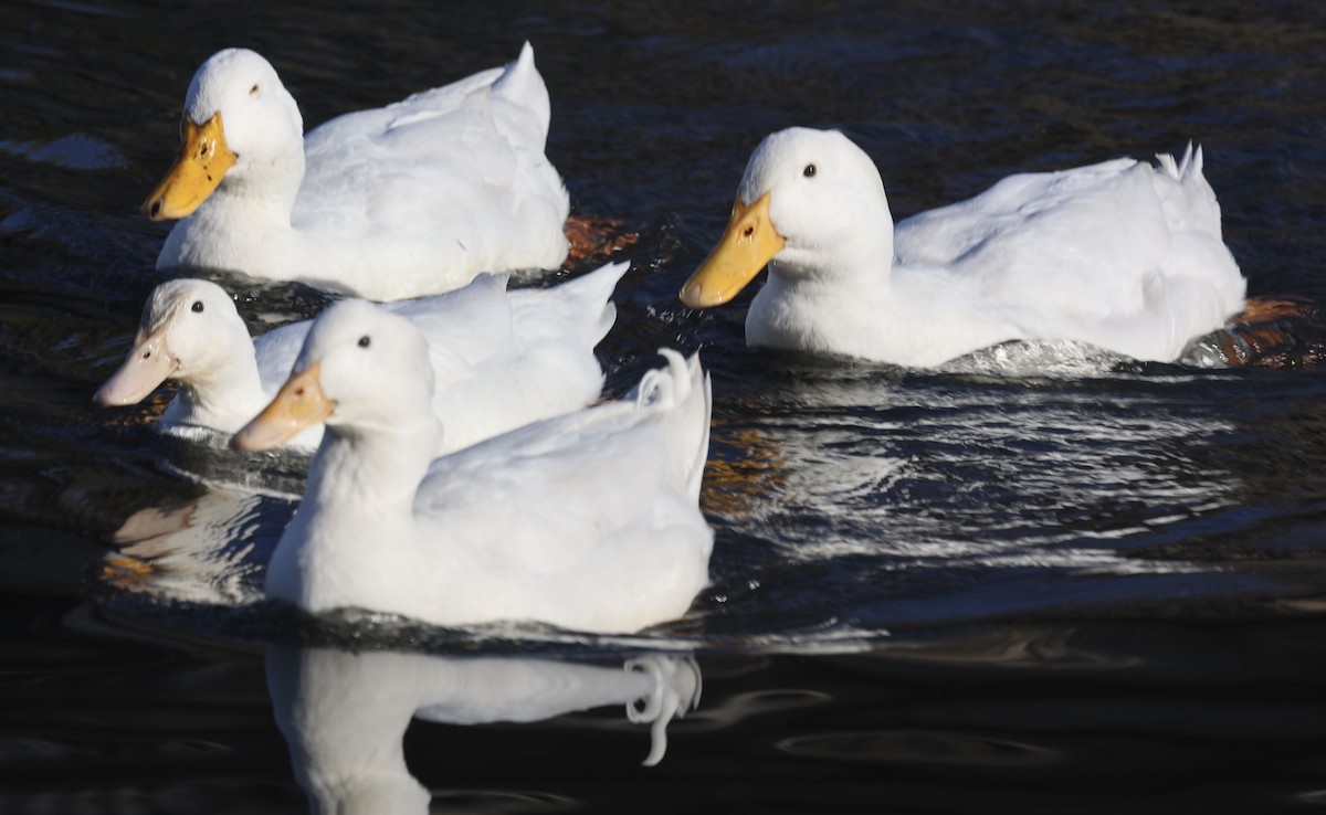 Mallard (Domestic type) - ML392328011