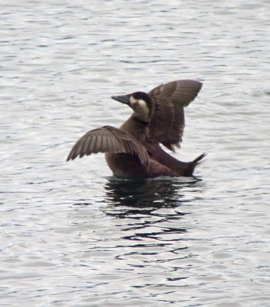 Surf Scoter - ML392328281