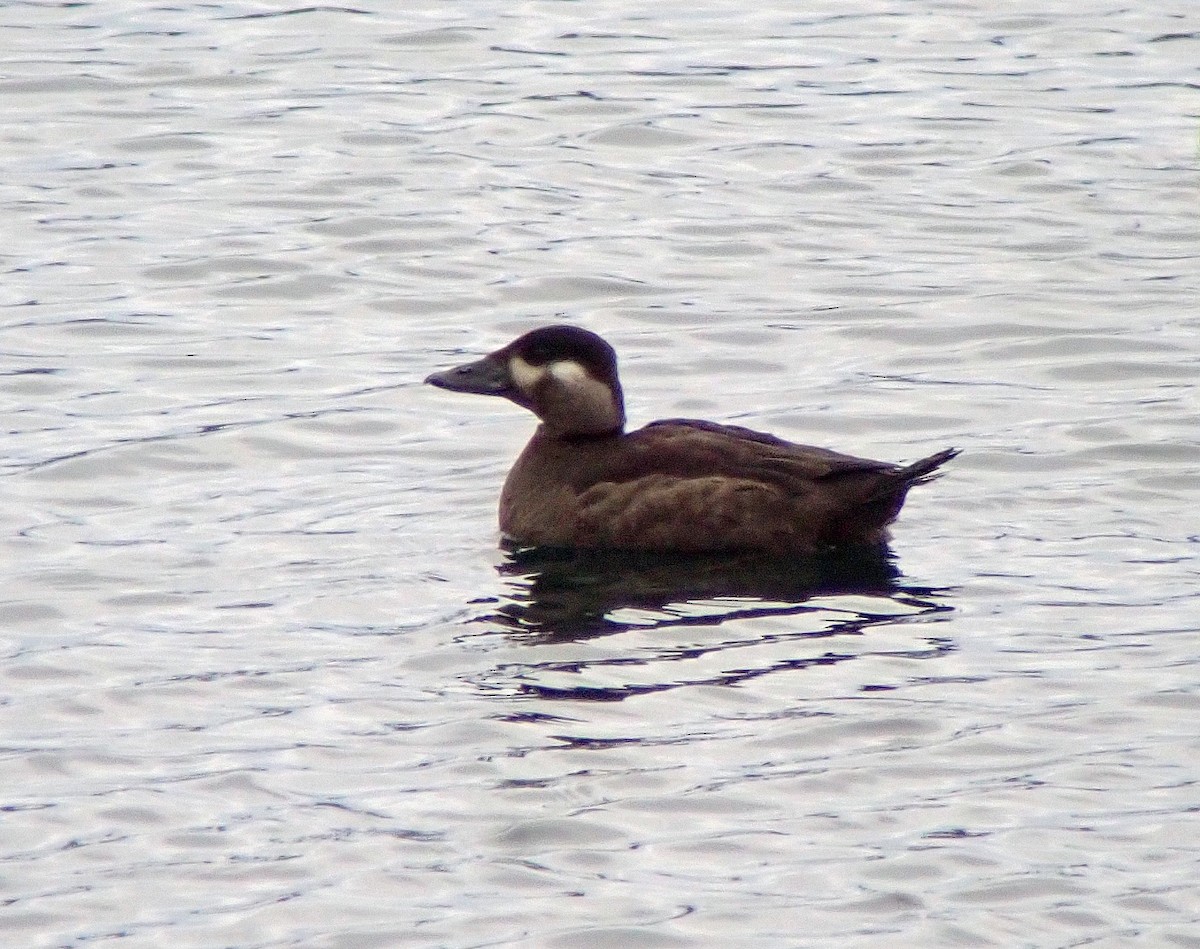 Surf Scoter - Nate Kohler