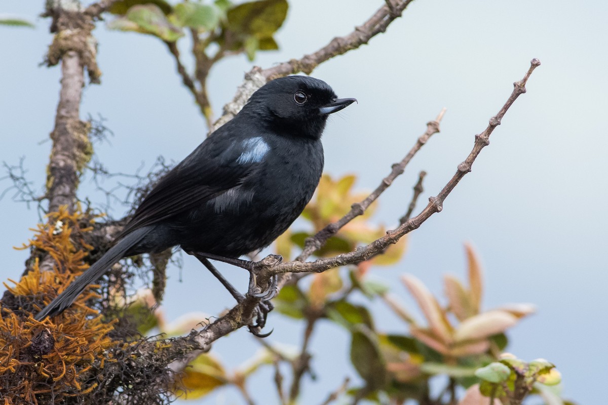 Glossy Flowerpiercer - ML392329101