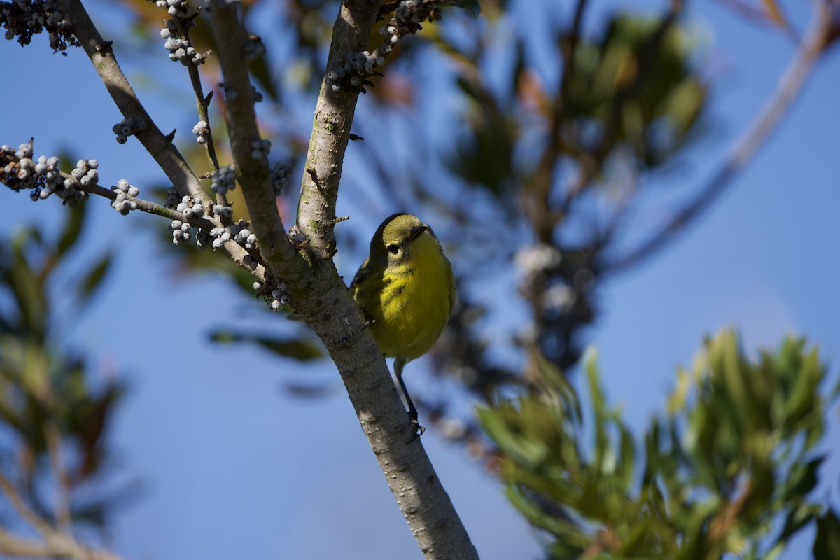 Prairie Warbler - ML392330611